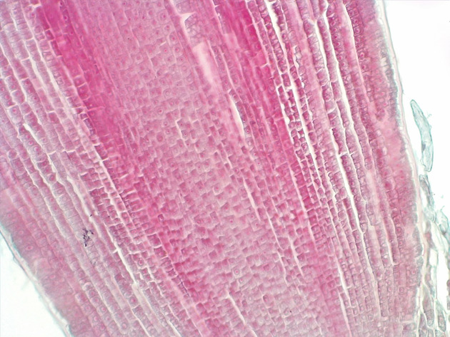 Dicot Root LS Slides - Dicot Root LS 02 200X